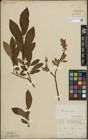 Foto von Salix lapponum L. x Salix silesiaca Willd.